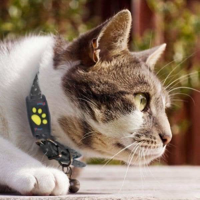 Luxora Pet GPS Tracker Collar - Real-Time Location Updates, Lightweight Design